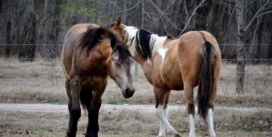 Medidas De Prevención Contra La Encefalomielitis Equina | 03442 | NOTICIAS