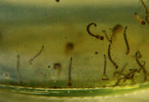 Caseros: Jornada de descacharrización