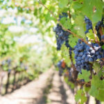 Vitivinicultura-(1)