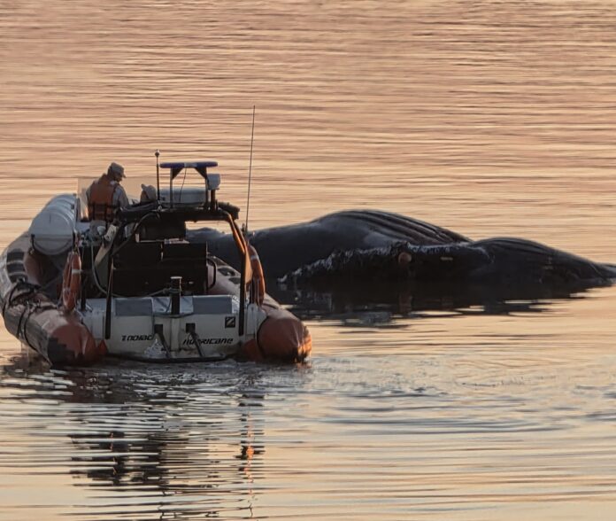 IMG-20250721-WA0035_copy_2250x1902