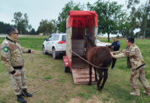 Rescataron caballos que estaban sueltos en la vía pública