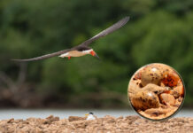 Lanzan una campaña para proteger las colonias de aves del Parque Natural Islas y Canales Verdes del Río Uruguay