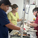 Continúan las castraciones gratuitas en la ciudad