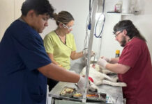 Continúan las castraciones gratuitas en la ciudad