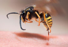 Fallece un hombre tras ser picado por una avispa en su vehículo