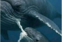 Curiosidades: Como se alimentan las crías de Ballenas