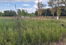 Pastos altos, peligro para los conductores