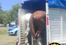 Operativos en el Parque de la Ciudad y el Itapé: Secuestran cinco caballos por estar sueltos en la vía pública
