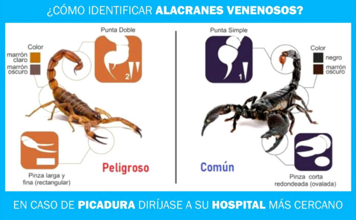 alacranes