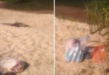 Indignación en la Isla Cambacuá: el paraíso uruguayense sucumbe ante la mugre de los visitantes