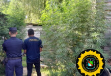 Concepción del Uruguay: Denunció violencia de género y la Policía halló más de 5 kilos de marihuana en la vivienda