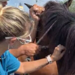 El Municipio realizó un operativo interdisciplinario en el barrio 100 Viviendas