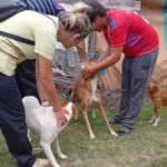 Continúan las castraciones para perros y gatos en la ciudad