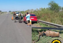 Susto en la Autovía 14: Un matrimonio resultó ileso tras colisionar contra un ciervo