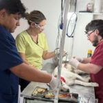 El Castramóvil seguirá atendiendo en el barrio Villa Itapé