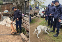 Allanaron una vivienda y rescataron a ocho perros que sufrían maltrato animal