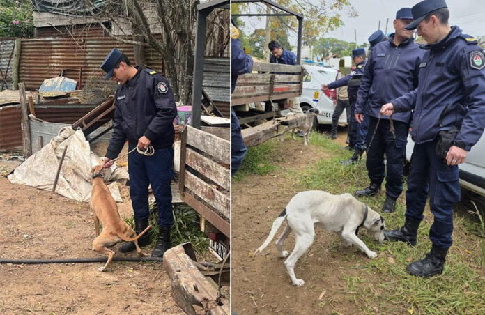 perros2