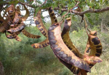 Alertan por el avance de la acacia negra y realizarán una capacitación en la región