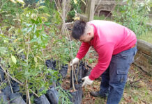 Se recibieron 300 árboles para continuar con el Programa Municipal de Arbolado