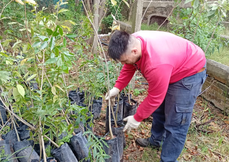Se recibieron 300 árboles para continuar con el Programa Municipal de Arbolado