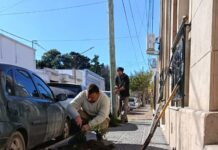 Plan de Arbolado: Se plantaron 50 nuevos ejemplares de reposición