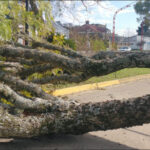 Retiran un árbol deteriorado frente a Prefectura para prevenir riesgos y proteger el patrimonio