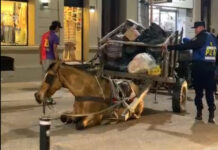 Indignante: Caballo cayó exhausto en pleno centro de la ciudad (VIDEO)