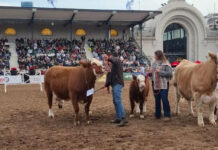 La Cabaña La Fraternidad competirá en la Exposición Rural de Palermo con ejemplares Simmental