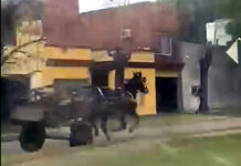 Debate a la luz: Un caballo se desbocó y corrió a contramano tirando un carro por el bulevar Aráoz (VIDEO)