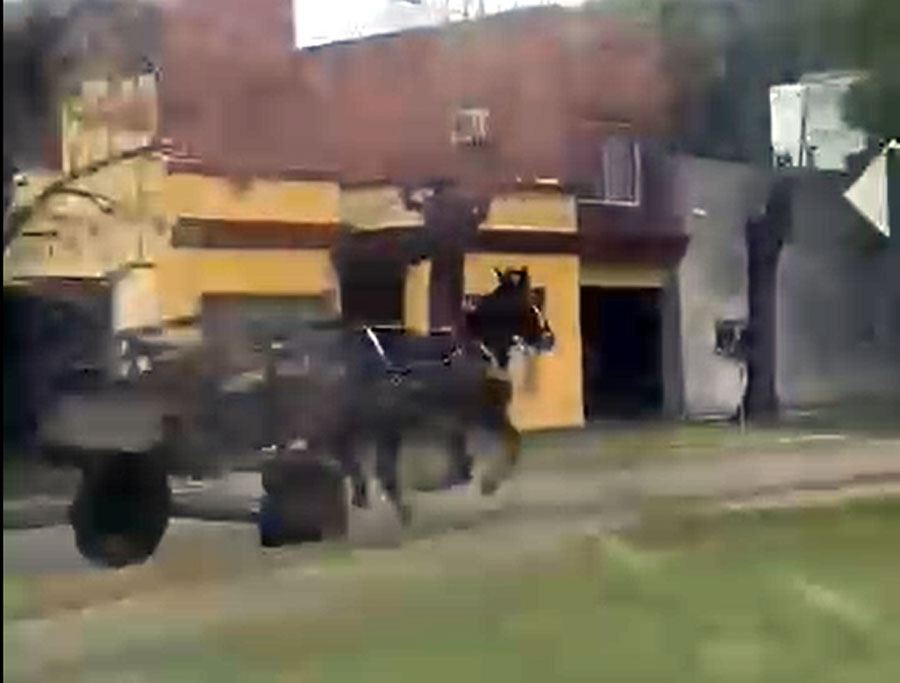 Debate a la luz: Un caballo se desbocó y corrió a contramano tirando un carro por el bulevar Aráoz (VIDEO)