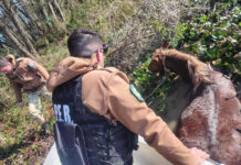 Rescataron a una yegua preñada que se agotaba mientras intentaba cruzar un arroyo