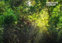 Misiones rechazó un proyecto turístico en la Reserva Iryapú y ordenó restaurar las áreas afectadas