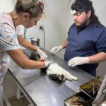 Sanidad Animal reanudó la actividad quirúrgica en el Castramóvil y en el Centro Antirrábico