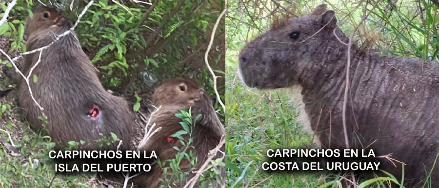 Alerta ambiental en Uruguay: Aumentan los casos de carpinchos muertos por sarna mientras que en la Isla del puerto aparecen ejemplares extrañamente heridos Alerta ambiental en Uruguay: Aumentan los casos de carpinchos muertos por sarna mientras que en la Isla del puerto aparecen ejemplares extrañamente heridos