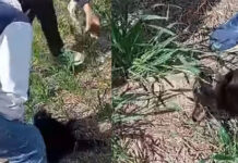 Crueldad en General Ramírez: adolescentes mataron a un gato y lo subieron a las redes